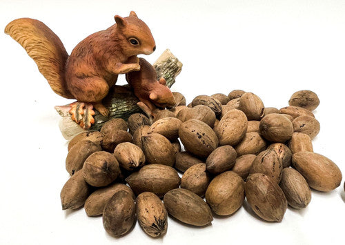 Squirrel In-Shell Pecans 20 lbs -Not for Human Consumption! Due to state regulations, we are unable to ship in-shell pecans to California or Arizona. No PO Boxes Please.