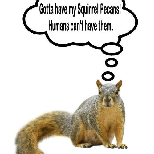 Squirrel In-Shell Pecans 20 lbs -Not for Human Consumption! Due to state regulations, we are unable to ship in-shell pecans to California or Arizona. No PO Boxes Please.
