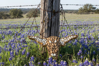 Texas Longhorn Wicker Basket filled with Flavored Pecans. A college tradition.