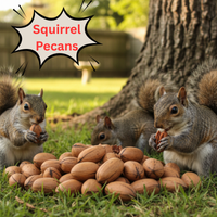 Squirrel Pecans for squirrels, exotic birds and wildlife 20lb Box