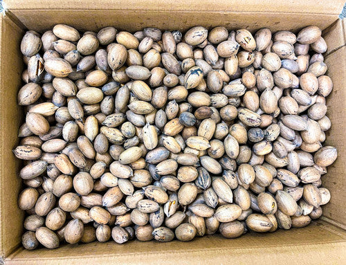 Squirrel In-Shell Pecans 20 lbs  -Not for Human Consumption! Due to state regulations, we are unable to ship in-shell pecans to California or Arizona. No PO Boxes Please.